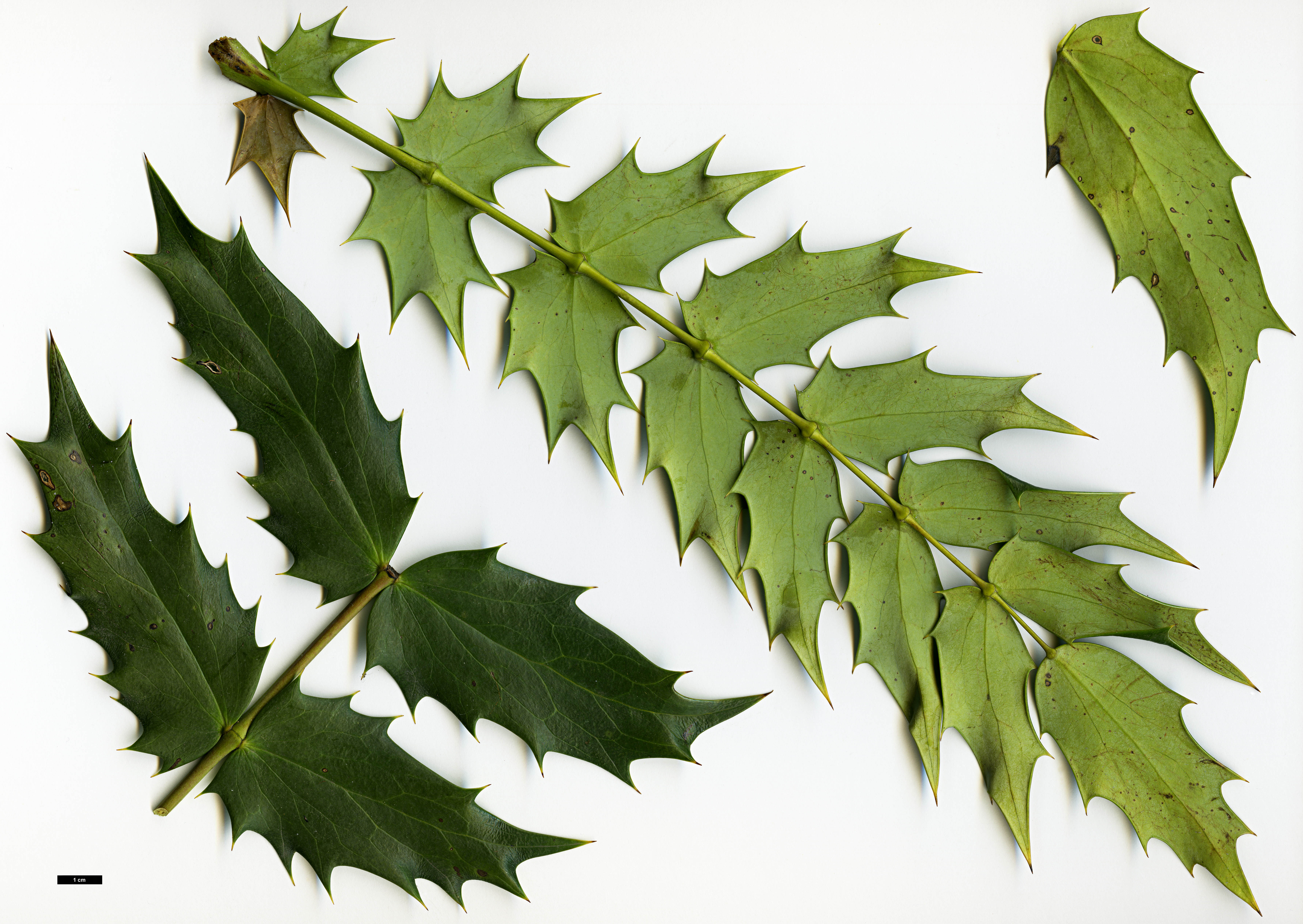 High resolution image: Family: Berberidaceae - Genus: Mahonia - Taxon: ×media (M.japonica × M.oiwakensis subsp. lomariifolia)